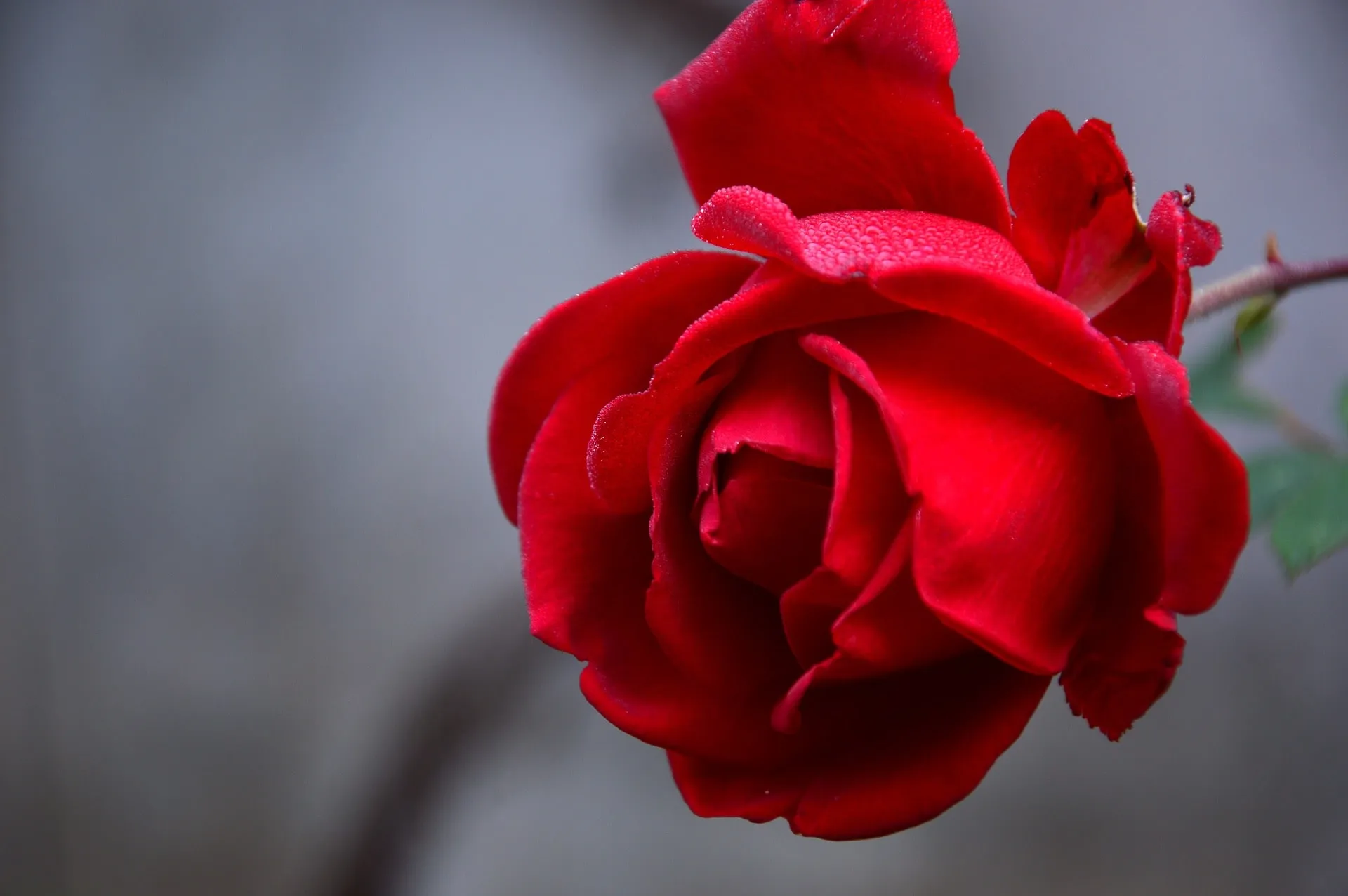 バラ 薔薇 の花言葉 由来 意味 ハナイロ