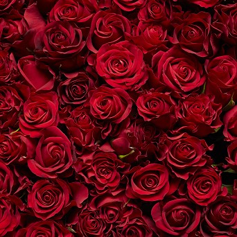 17年 人気の花言葉特集 誕生日 感謝 恋愛に贈る花言葉 ハナイロ